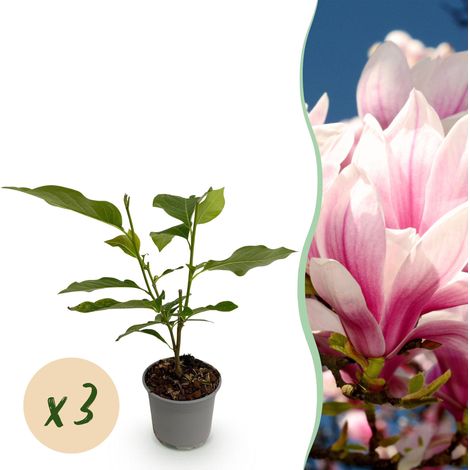 Lot de 3 Magnolias soulangeana Arbuste d'Ornement Fleurs Roses et Blanches Pot 12 cm Hauteur 30 cm - PANGIVO (1/5)