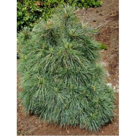 Pin Weymouth 'Radiata' Pot de 3L/4L (1/2)