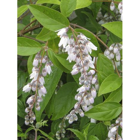 Deutzia pulchra Pot de 2L/3L (1/3)