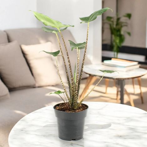 Gardenaria Alocasia zebrina 'Siberian Tiger' - Pianta da interno ornamentale - Altezza: 55 cm (vaso 17) (1/5)