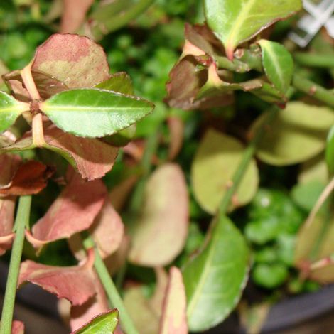 Fusain tapissant  - Euonymus fortunei 'Tustin'  - 20-30 cm pot