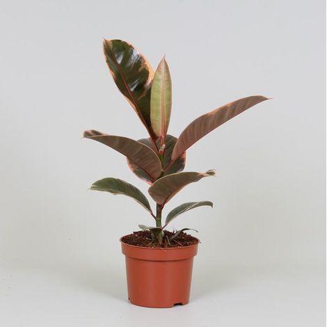 Ficus Elastica Belize - Plante de Caoutchouc Panachée Dépolluante - Ø12 cm - Hauteur 30 cm - PANGIVO