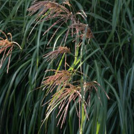 4 x Eulalie de Chine  - Miscanthus sinensis 'China'  - godet 9x9