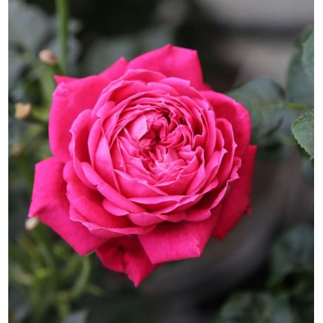 Rosa a cespuglio ALEXANDRE ASTIER ®