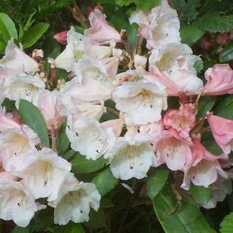 Rhododendron 'Grumpy' - 30-40 cm en pot : Variété naine à fleurs violettes, idéale pour les petits jardins. (1/3)