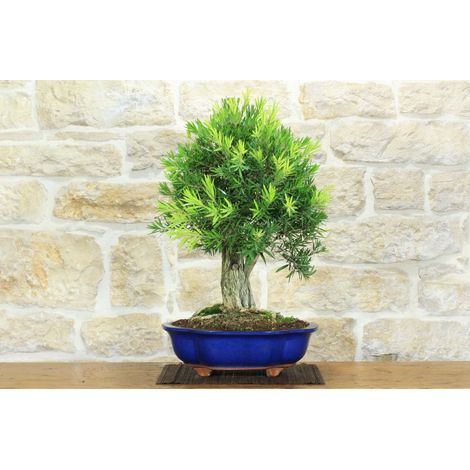 Bonsai di Callistemon (35) (1/5)