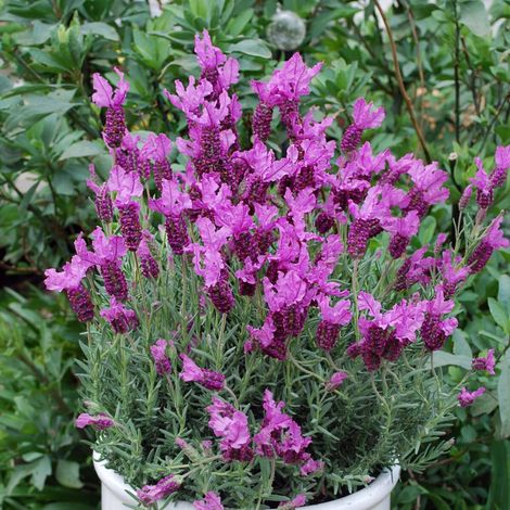 Lavande papillon The Princess® Lavender 'IB910-2'/Godet - 5/20 cm