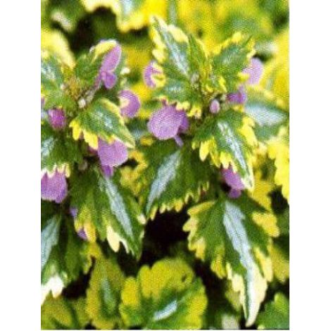 Lamier tacheté 'Anne Greenaway' Godet de 8/9 cm (1/2)