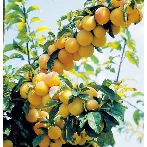 Vivaio Garden Forest – Plant de prunier Spring Smile 24cm – Fruits sphériques jaunes teintés de rouge – Maturation début juillet – Exposition plein soleil