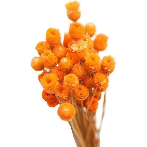 Bouquet Sec d'Oranger, 50 Tiges - Fleurs Artificielles pour Vase Décoratif et Table (1/5)