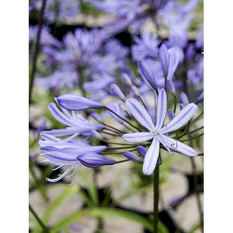 Agapanthe 'Vallée de l'Authion' Pot de 2L/3L