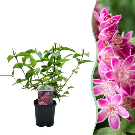 Arbuste Deutzia hybrida Strawberry Fields à Fleurs Rose-Rouge, Plante de Jardin, Pot 17cm, 45cm - PANGIVO (1/5)