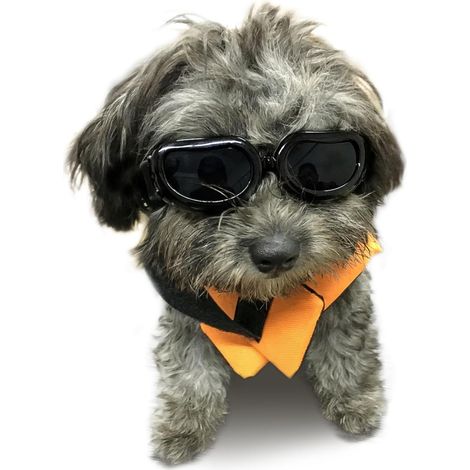 Filiyano-Lunettes de protection pour chiens de petites races, protection UV, protection des yeux pour chiots en voiture, coupe-vent, anti-poussière (1/5)