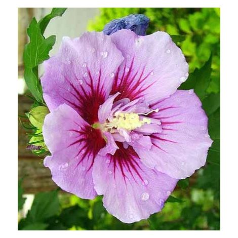 Mauve en arbre  - Hibiscus syriacus 'Ardens'  - 40-60 cm pot