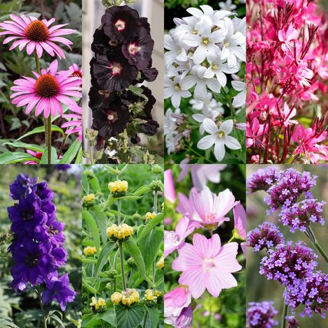 Kit de 24 Plantes Vivaces pour Abeilles et Papillons - Couleurs Variées - Pour 3 m² - Pot 11 cm - PANGIVO (1/5)