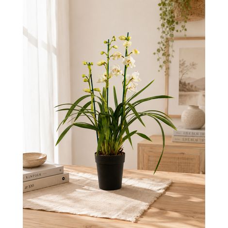 Gardenaria Cymbidium white - Pianta da interno ornamentale - Altezza: 85 cm (vaso 14) (1/5)