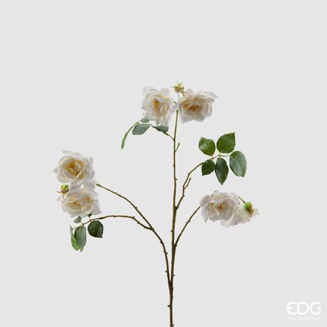 EDG Rosa Rex Ramo X6 H80 White