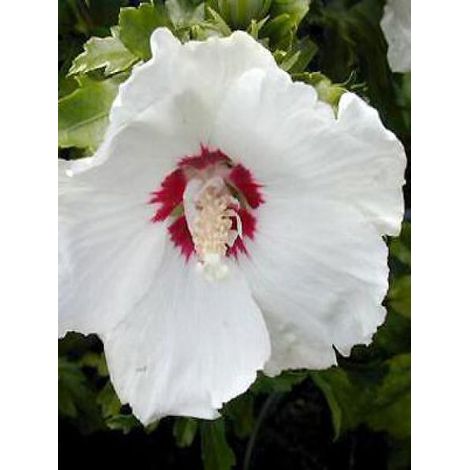 Mauve en arbre 'Red Heart' Pot de 3L/4L (1/4)