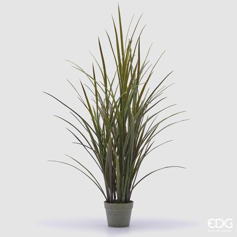 EDG Festuca Con Vaso H.122 C4