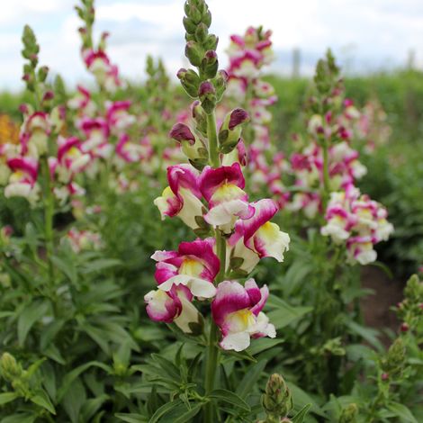Graines de Muflier Cherry Twist - Antirrhinum majus le sachet de 1500 graines (0,25g) (1/2)