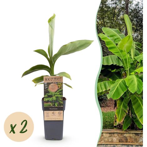 Lot de 2 Bananiers Musa Basjoo Plantes Fruitières Rustiques pour Jardin et Terrasse 50 cm - PANGIVO (1/4)