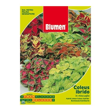 BUSTINA CON SEMI DI COLEUS HYBRIDUS IN MISCUGLIO