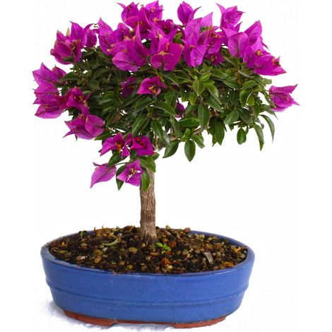 Bonsai Bouganvillea Sanderiana - Bonsai Buganville - H 30-40 cm Vaso Ø 26 cm (1/3)