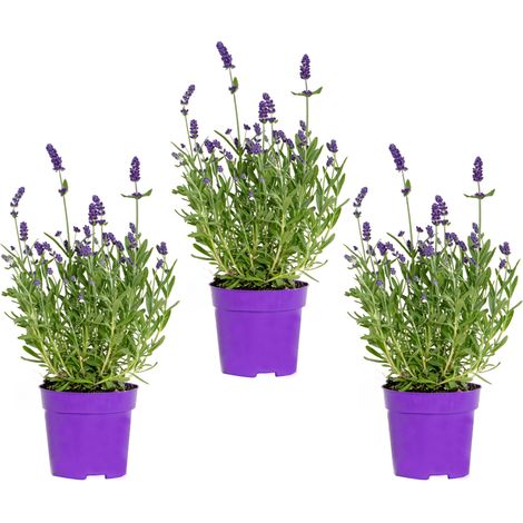 Bloomique - Lot de 3 - Lavandula Angustifolia – Lavande – Plantes de jardin – Rustique – 15-20 cm de haut – Pot 10,5 cm