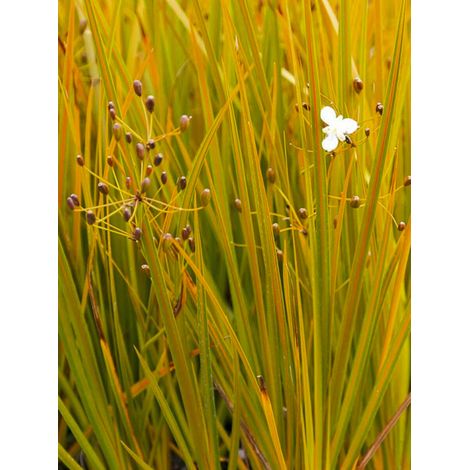 Iris de Nouvelle-Zélande Pot de 2L/3L