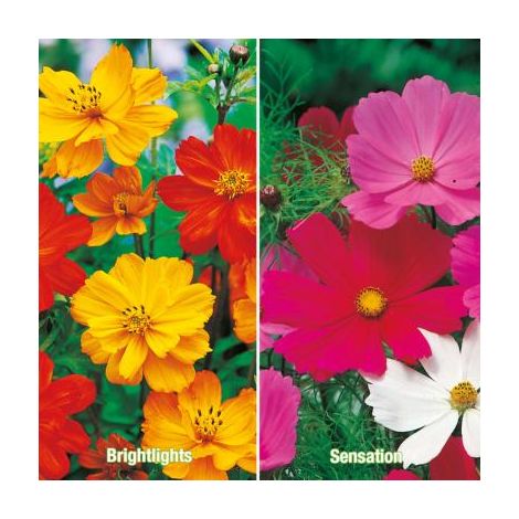 COLLECTION COSMOS - 2 VARIÉTÉS