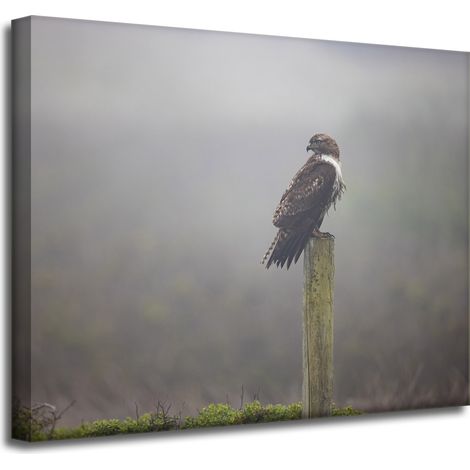 Leinwanddruck Tiere Vogel Falke 50x40 cm