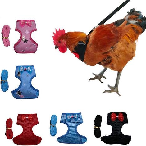 Harnais pour poules avec laisse assortie, facile à porter, laisse d'entraînement et de promenade - Taille M - Bleu (1/4)