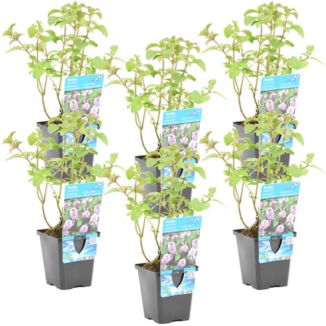 Bloomique - Lot de 6 - Mentha Aquatica - Menthe aquatique - Plantes de bassin - Plantes aquatiques - Résistante au gel - 10-20 cm de haut - Pot 9 cm (1/4)