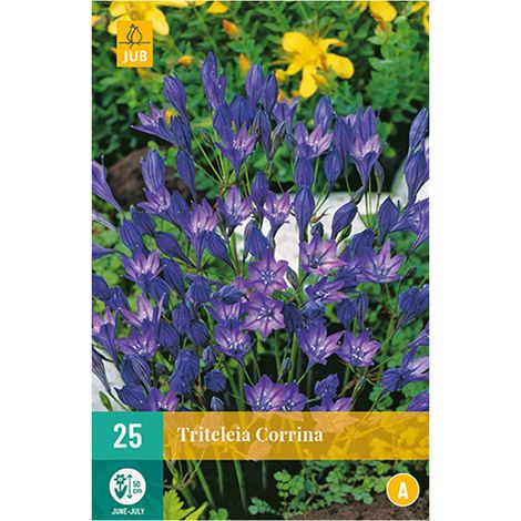 25 bulbes TRITELEIAS CORRINA Bleu