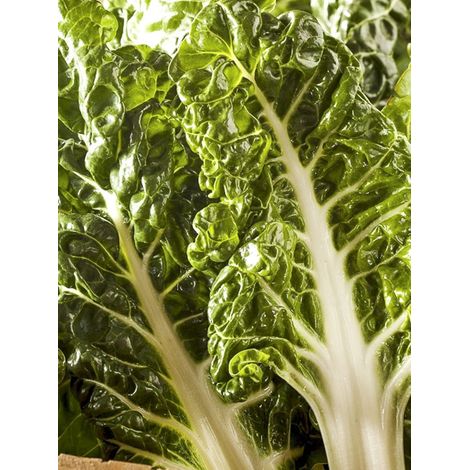 Poirée 'Lucullus' le sachet de 200 graines (3g) (1/2)
