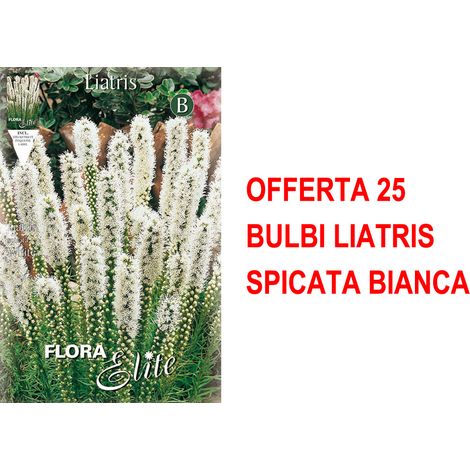 BULBI PRIMAVERILI OFFERTA 25 BULBI LIATRIS SPICATA BIANCA BULBS
