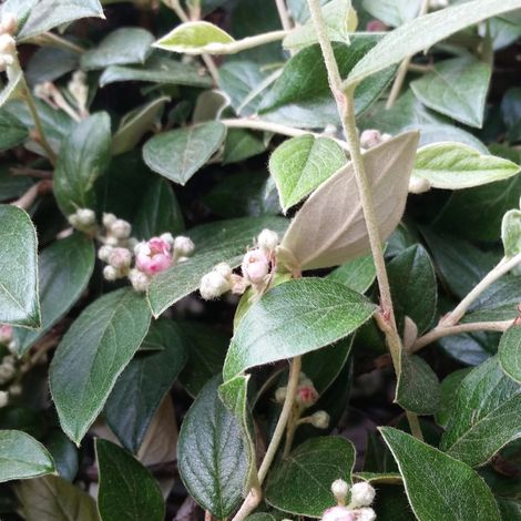 Cotoneaster de Franchet, Cotonéaster/Pot de 3L - 20/40 cm (1/5)
