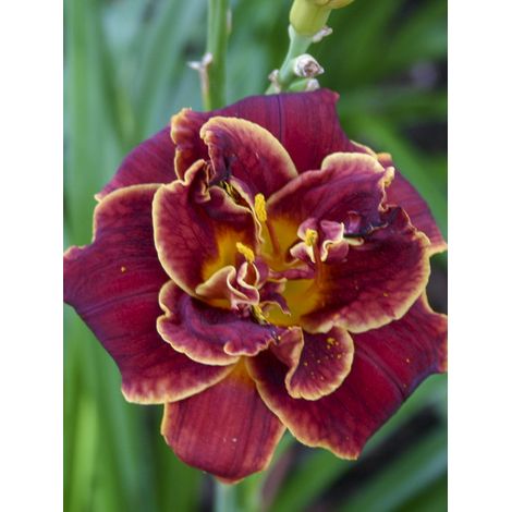 Lis d'un jour, Hémérocalle 'Night Embers' Pot de 1L/1,5L (1/2)