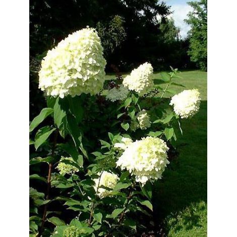 Hortensia paniculé 'Limelight' Pot de 12L/15L, Tige de 90 cm