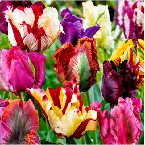Tulipes Perroquet Sgaravatti 6 bulbes en mélange, grandes fleurs aux pétales découpés pour massifs et bouquets - 617177 (1/3)