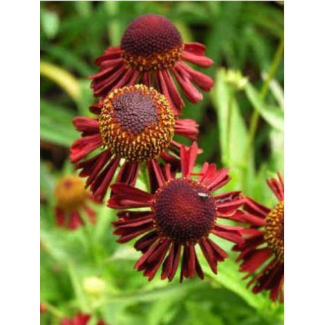 Hélénie 'Ruby Tuesday' Godet de 8/9 cm