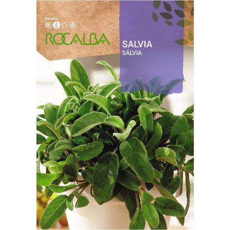 Rokalba Salvia Schools Seeds 2G
