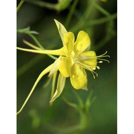 Ancolie à fleurs jaunes 'Yellow Queen' Godet de 8/9 cm (1/3)