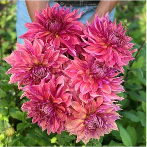 Graines de Dahlias Royal Milk Coffee - 222 Graines de Fleurs pour Jardin Extérieur et Aménagement Paysager (1/5)