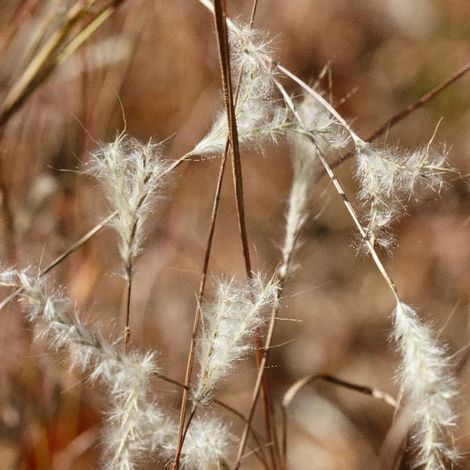 Andropogon ternarius/Godet