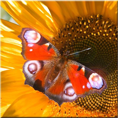 LED-Bild Schmetterling Wand Dekoration Bild Licht Leuchtbild Leinwand Wandbild warmweiß Eglo 75037