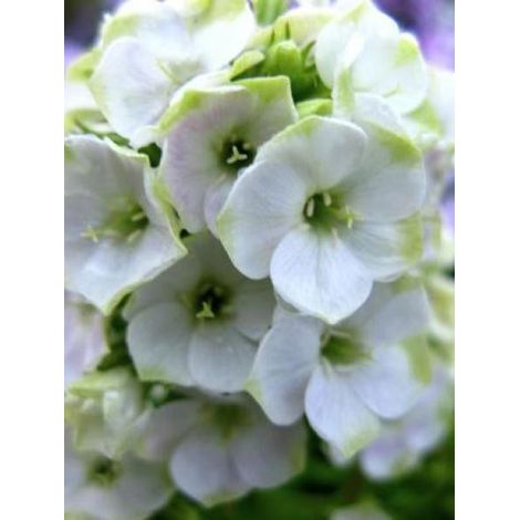 Phlox paniculé 'Jade' Racines nues, qualité premium