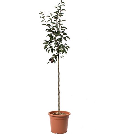 Pianta di Pero William Rosso - Pyrus Communis - Piante da Frutto - Vaso Ø 28 cm (1/3)