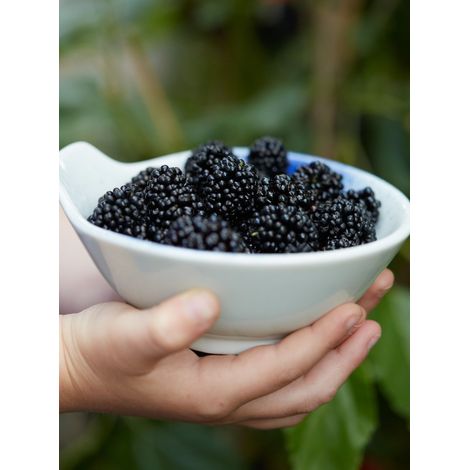 Mûrier nain 'Mojo Berry', mûrier des montagnes 'Mojo Berry' Pot de 12L/15L, Touffe (1/2)