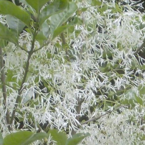 Arbre de neige - Chionanthus virginicus - 30-40 cm pot